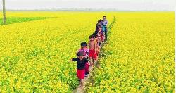 চলনবিলে সরিষা চাষে ঝুঁকছেন কৃষকরা