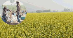 রাণীশংকৈলে সরিষার বাম্পার ফলনের সম্ভাবনা