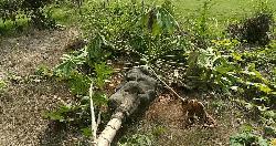 নিকলীতে দুইশত ফলজ গাছ কেটে দিলো দুর্বৃত্তরা