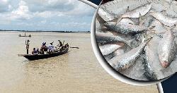 পদ্মা-মেঘনায় ২ মাস ইলিশ ধরা নিষিদ্ধ