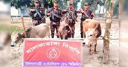 পঞ্চগড়ের বোদায় সুয়েরপার সীমান্ত এলাকায় বিজিবির অভিযানে ভারতীয় গরু আটক