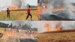 রাজশাহীর বাঘা উপজেলার খড় পোড়ানোর আগুনে বাগাতিপাড়ায় গমক্ষেত পুড়ে ছাই