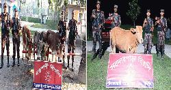 পঞ্চগড় সীমান্ত এলাকায় ৫৬-বিজিবির অভিযানে ৫ টি ভারতীয় গরু আটক