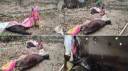 বাগাতিপাড়ায় রহস্যজনক বিষক্রিয়া-অন্তঃসত্ত্বা গাভীসহ ৩ গরুর মৃত্যু, ক্ষতিগ্রস্ত কৃষক পরিবার