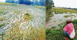 তাড়াশে দুই দিনের বৃষ্টিতে নুয়ে পড়েছে পাকা ধান, দুশ্চিন্তায় কৃষক