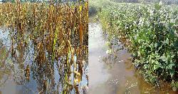 রায়পুরে কালবৈশাখী ঝড়ে তলিয়ে গেলো মাসের পরিশ্রম, দুশ্চিন্তায় কৃষকের চোখে অন্ধকার