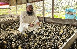 হাওরে বিকল্প জীবিকার আশার আলো: কুটুরীকোণায় হাঁসের বাচ্চা উৎপাদনে কর্মসংস্থান লাখো মানুষের 