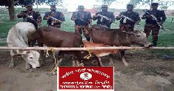 চাঁপাইনবাবগঞ্জ সীমান্তে ৫৩ বিজিবির অভিযান ৪টি ভারতীয় গরু জব্দ