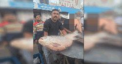 পদ্মার এক কাতল ৭৩ হাজারে বিক্রি