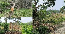 ফটিকছড়িতে ফলদ গাছ কাটার অভিযোগ, অস্বীকার রাবার বাগান কর্তৃপক্ষের