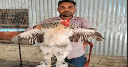 বিদেশি প্রজাতির মুরগী খামার করে স্বাবলম্বী হয়েছেন জাহাঙ্গীর