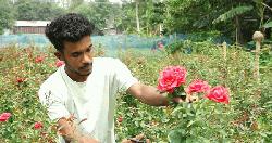 চাকরির পেছনে না ছুটে ফুল চাষ করেই সফল সজীব