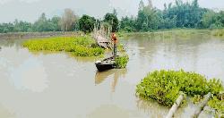 বিরামপুরে বাঁশের সাঁকো ভেসে যাওয়ায় দূর্ভোগে ১৫ গ্রামের মানুষ