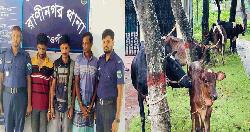 রাণীনগর থানাপুলিশের অভিযানে ৩জন গ্রেফতার, চুরির ৫গরু উদ্ধার
