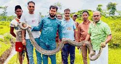 শ্রীমঙ্গলের চা বাগান থেকে উদ্ধার ১৬ ফুট লম্বা অজগর