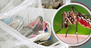 ডেঙ্গুতে আরও তিন মৃত্যু, হাসপাতালে ভর্তি ৪৬৩