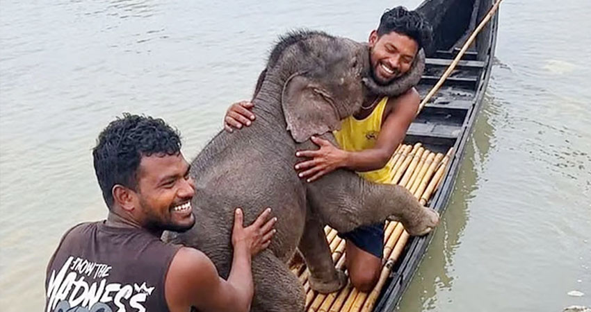 তিস্তায় ভেসে যাওয়া হাতির শাবক উদ্ধার, ফিরে পেল মাকেও  