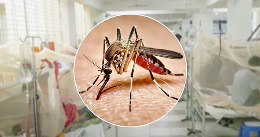 ২৪ ঘণ্টায় ডেঙ্গু কাড়লো ৫ প্রাণ, হাসপাতালে ১৯২০ জন
